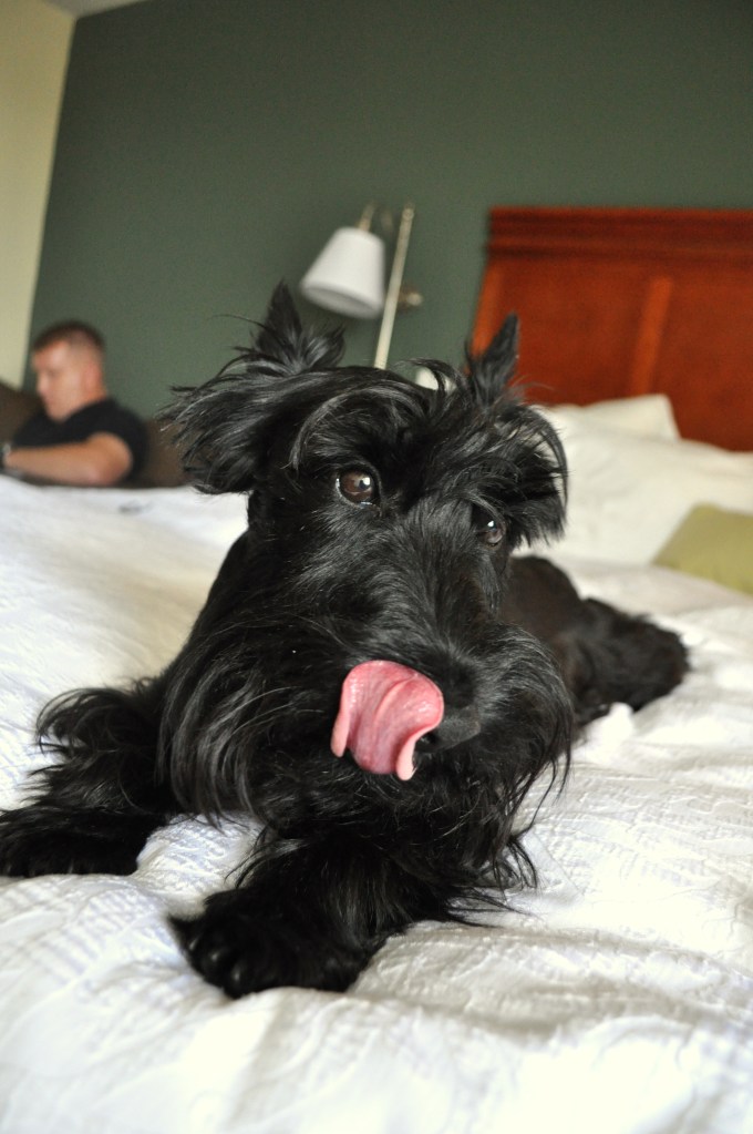 Having status gets you upgrade, bigger room and bigger beds