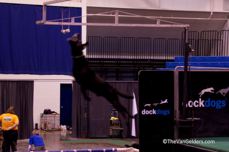 Dock Dog 2012 2