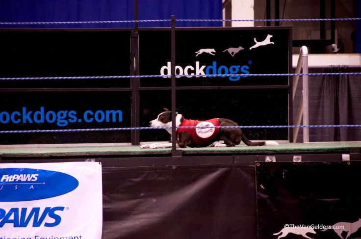 Dock Dog 2012 5