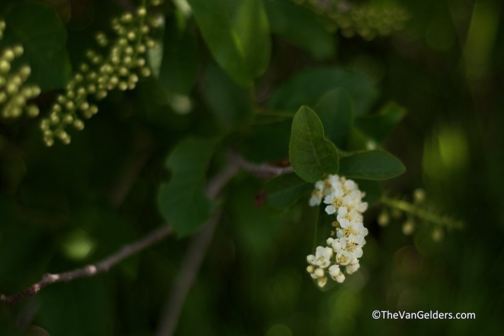 Just loved this sweet little flower that grew next to our campsite in Utah a few weeks ago