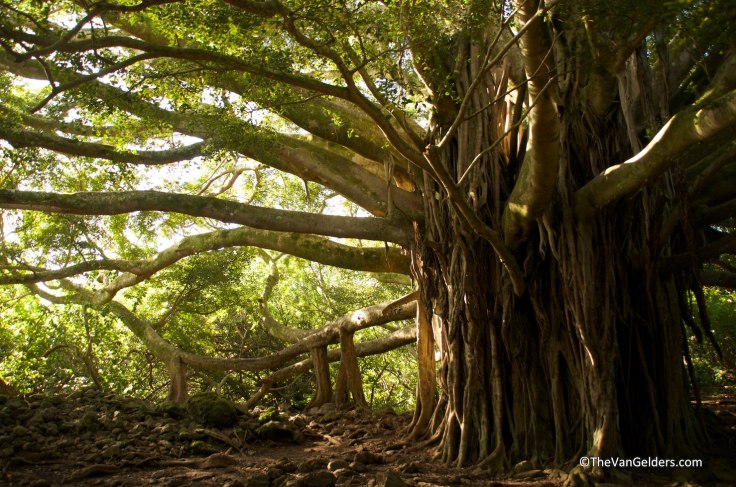 An amazing Banyan tree