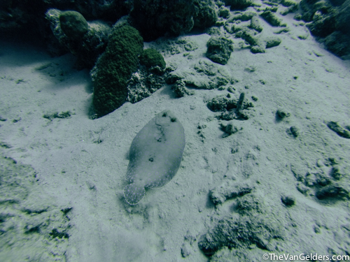 Always fun to spot a flounder
