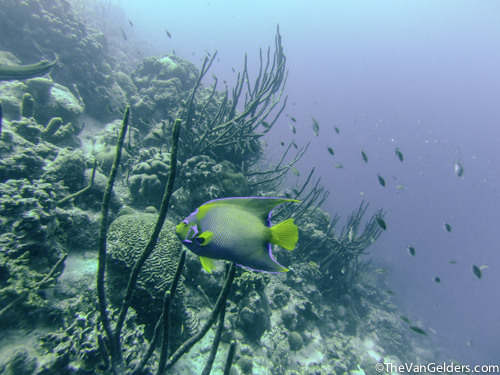 You will find so many colorful fish in Caribbean 