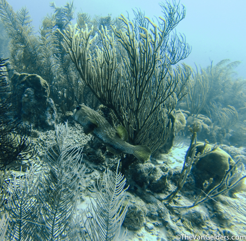 Fish Finder (13 of 14)