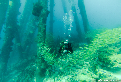Swimming with the fish