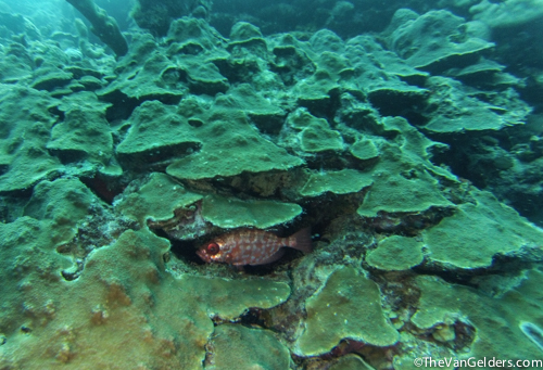 You can try to find but Josh will find you